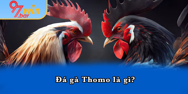 Đá gà Thomo là gì? 