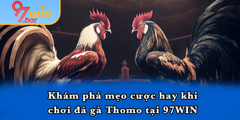 Khám phá mẹo cược hay khi chơi đá gà Thomo tại 97WIN