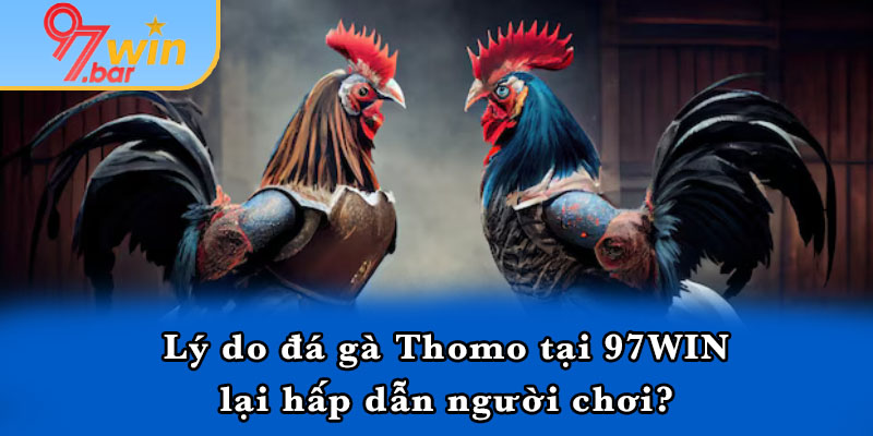 Lý do đá gà Thomo tại 97WIN lại hấp dẫn người chơi?